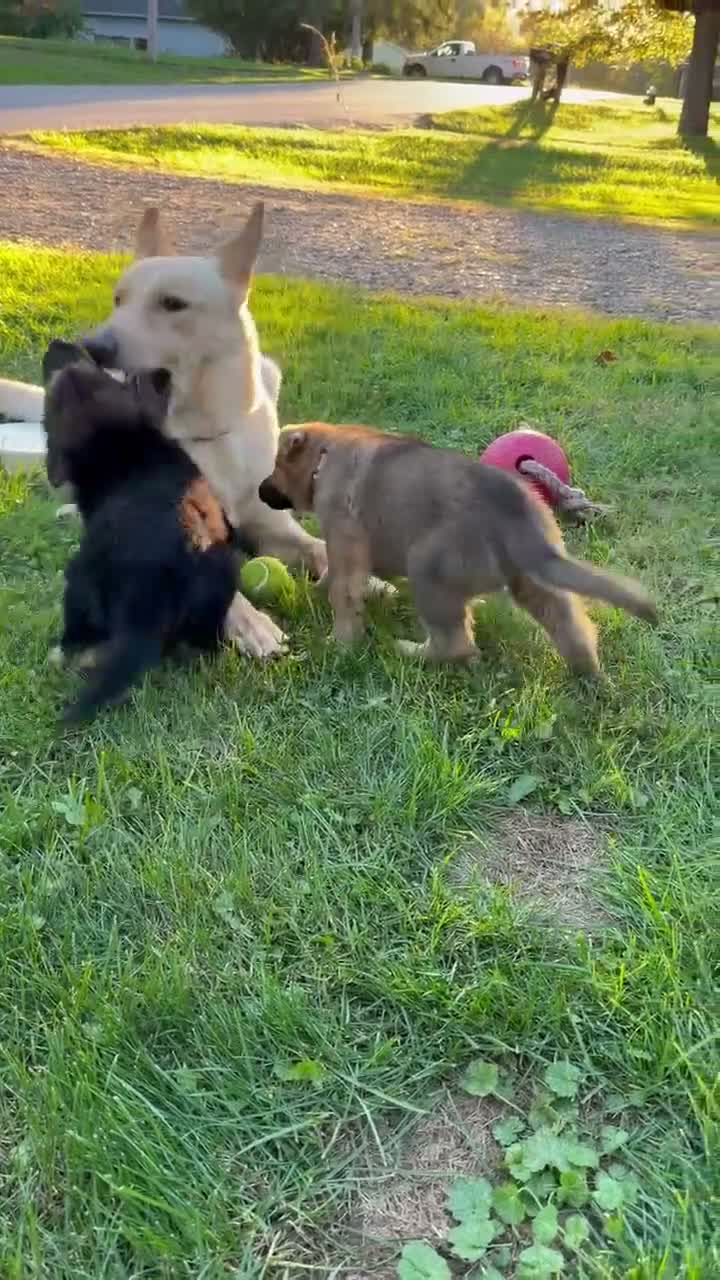 German Shepherd dogs for sale: Camo collar  - Video 1