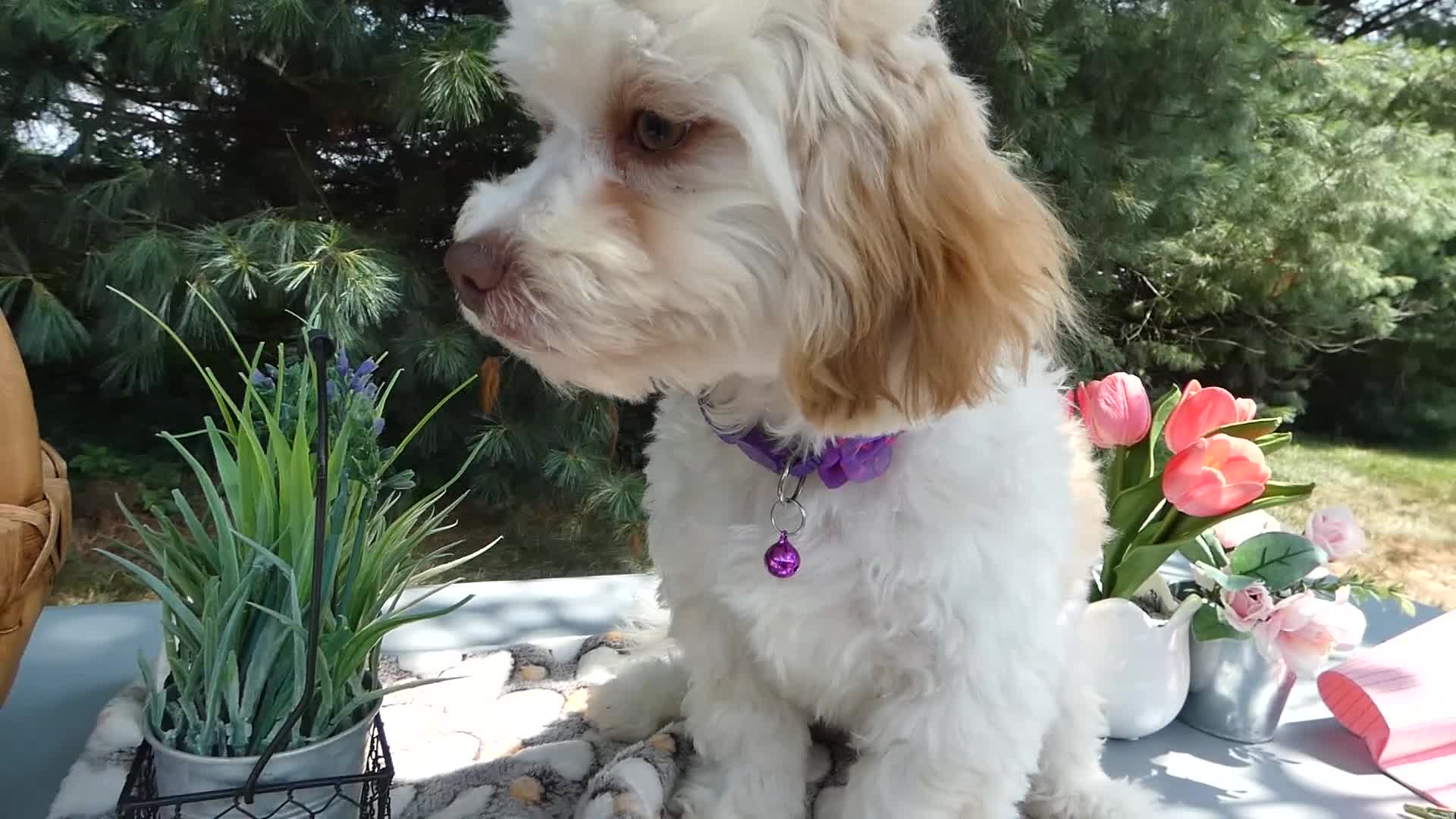 Teddy Bear dogs for sale: Teddy Bear 6 Trixie - Video 1