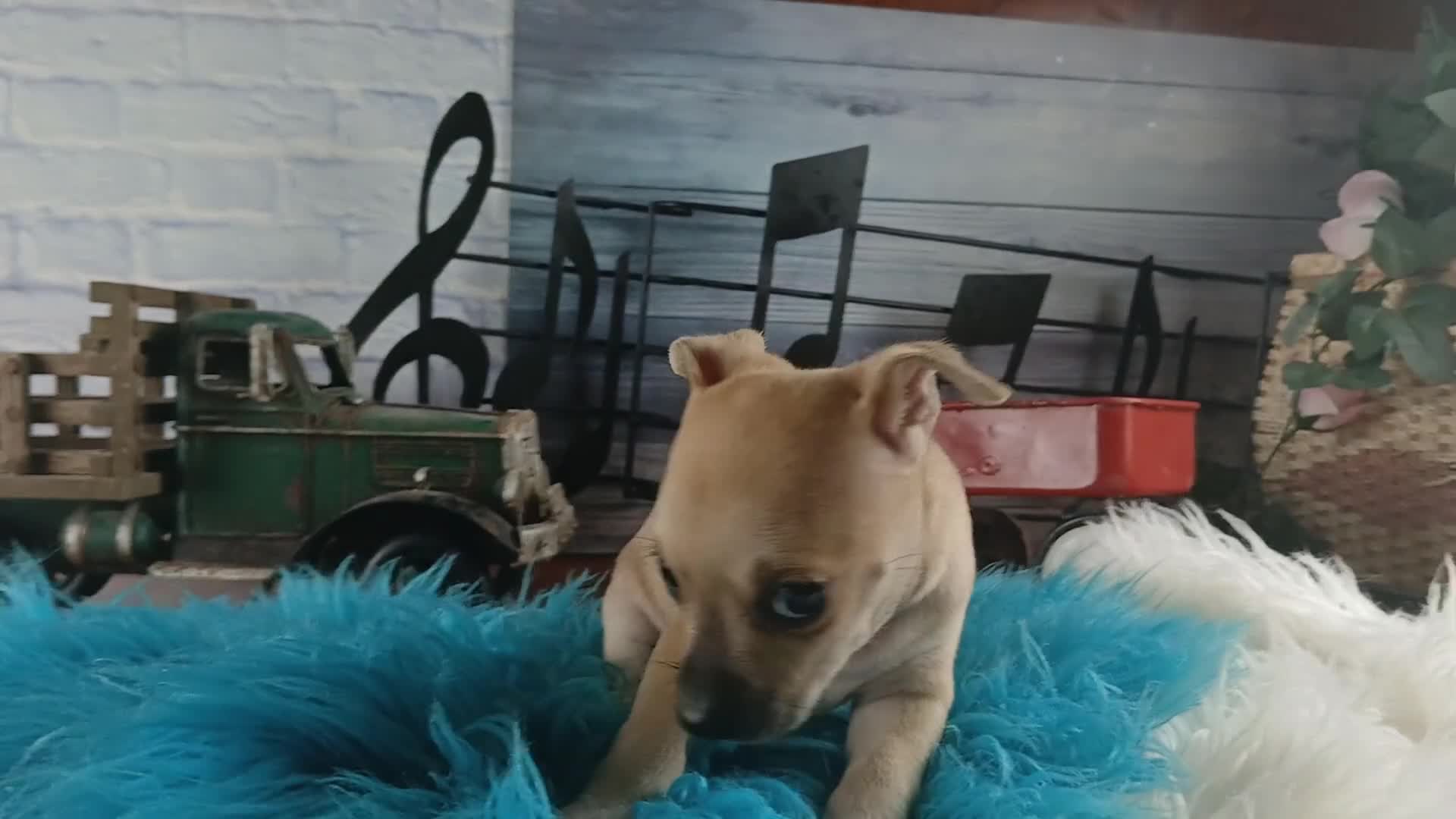 Chihuahua dogs for sale: Haleys fawn boy - Video 1