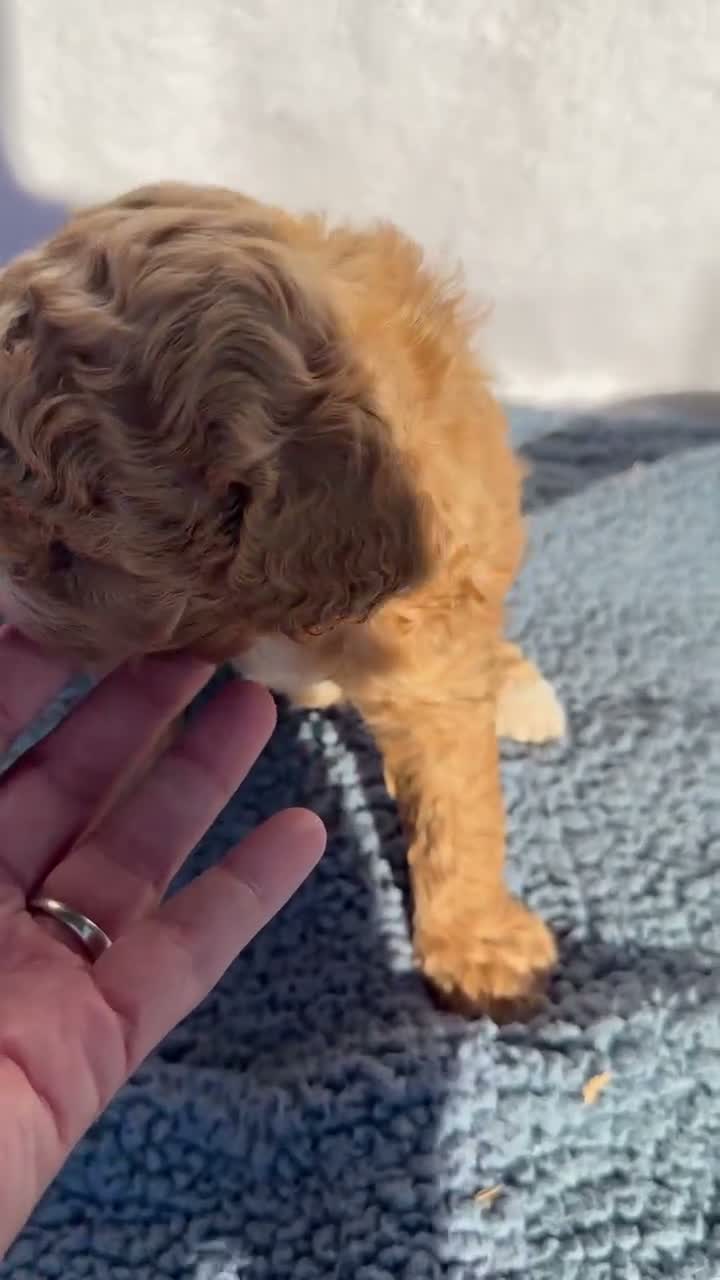 Cavapoo dogs for sale: Benny - Video 1