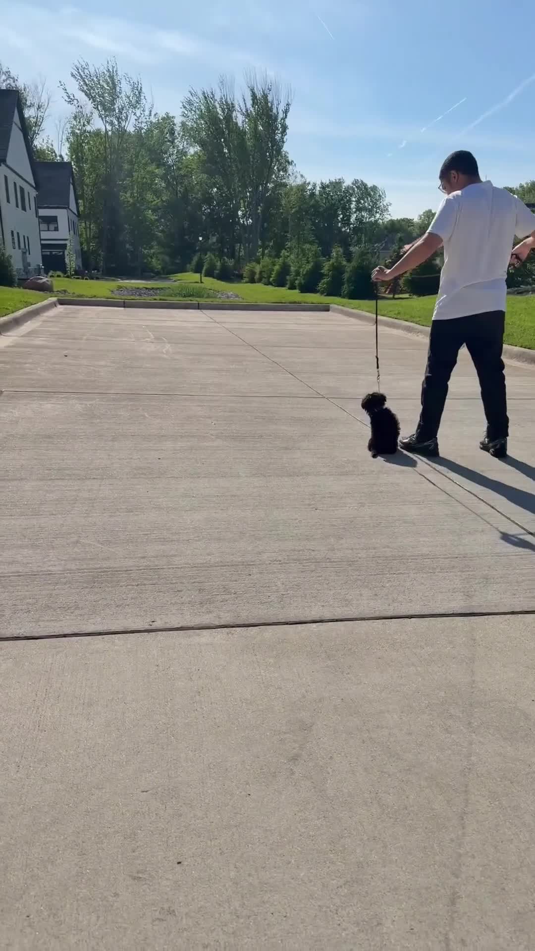 Aussiedoodle dogs for sale: Mila - Video 2