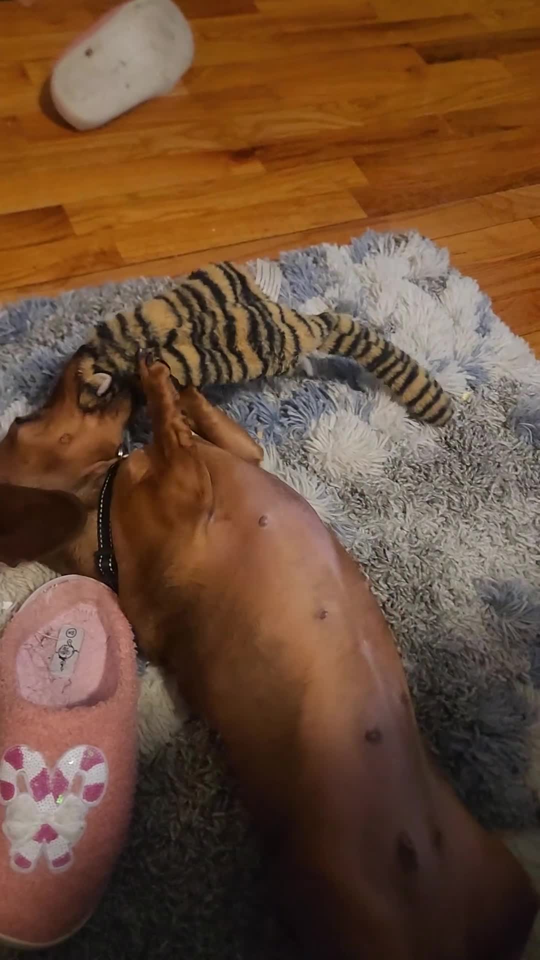 Dachshund dogs for sale: Dachshund Puppy Chunky - Video 2