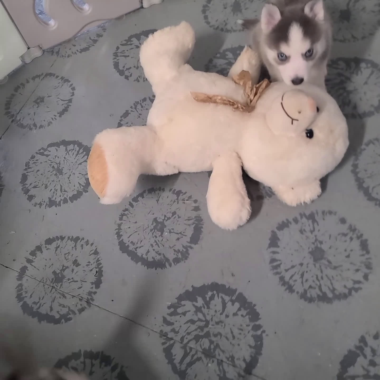 Pomsky dogs for sale: Tori - Video 1