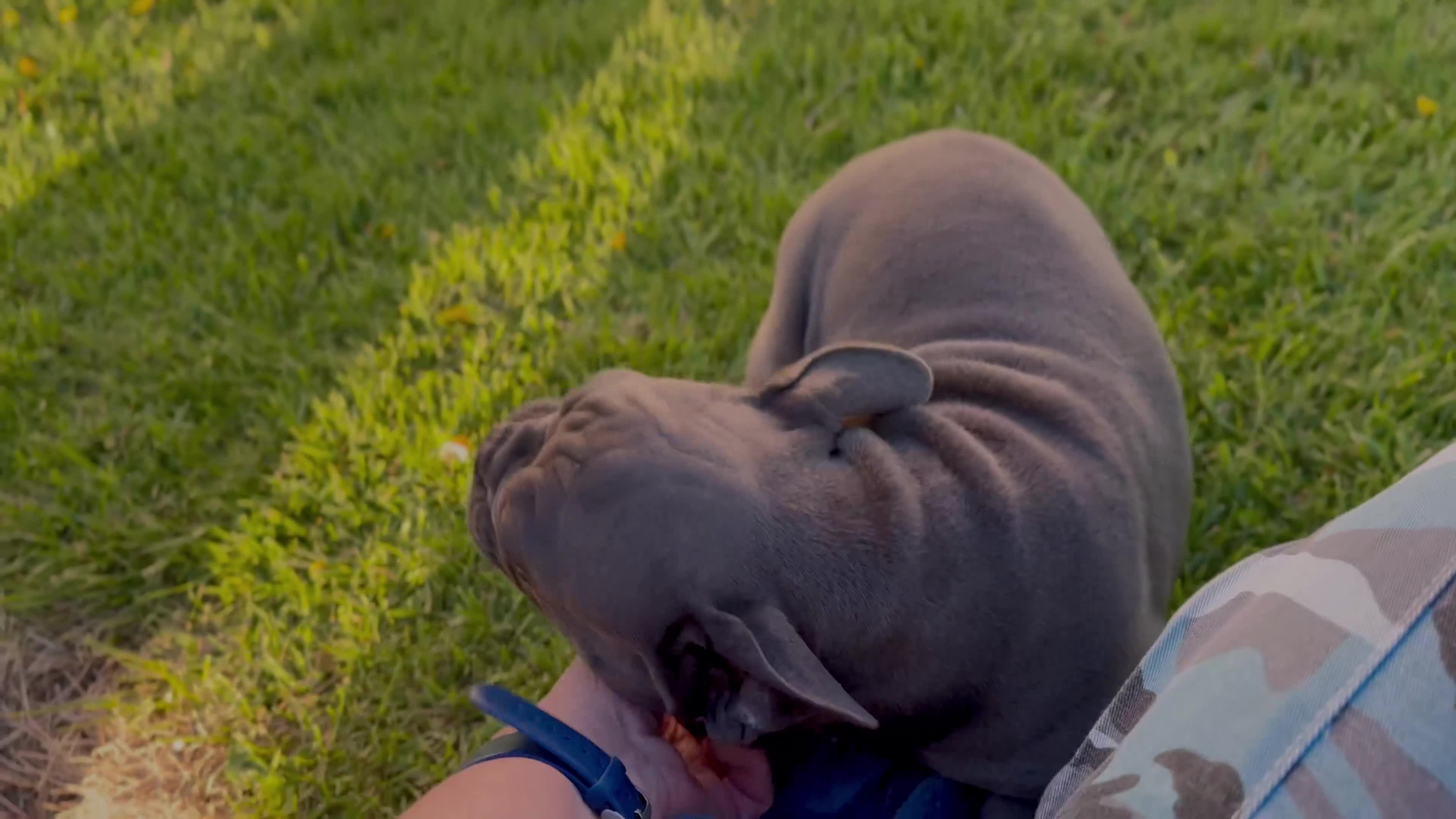 French Bulldog dogs for sale: Paislee “Dark Green”Collar, Female  - Video 1