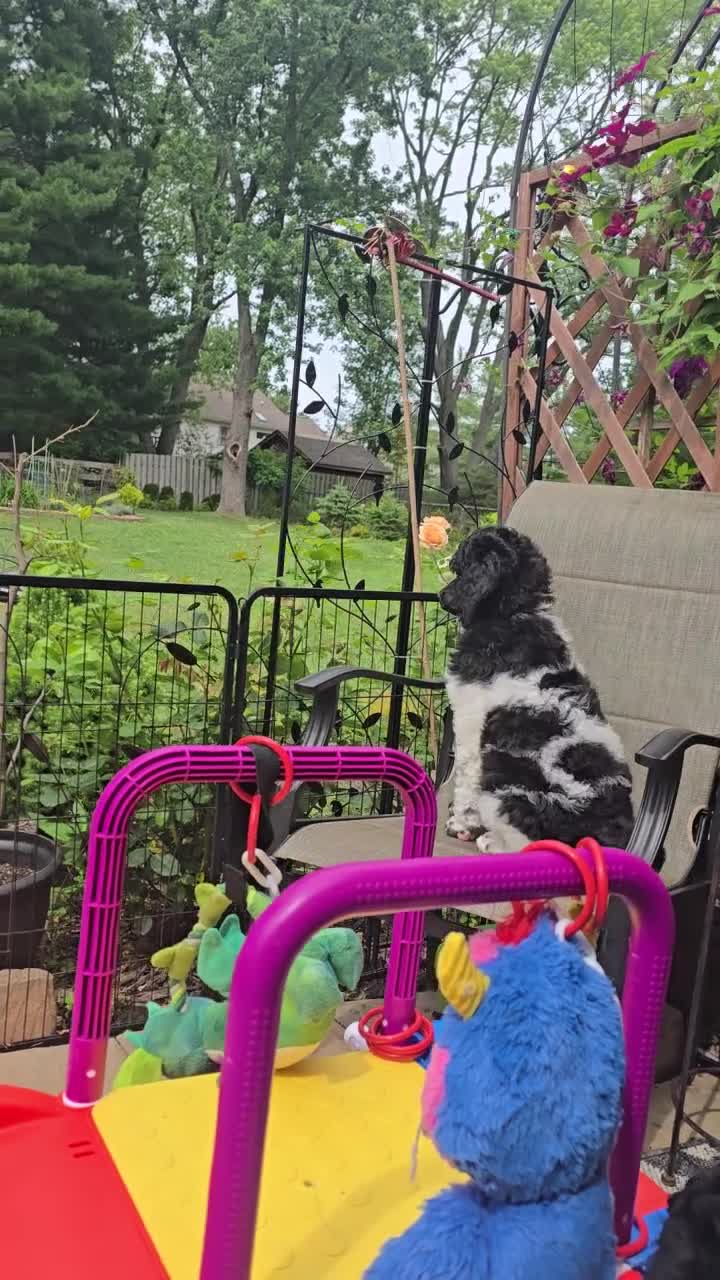 Standard Poodle dogs for sale: Cleopatra - Video 1
