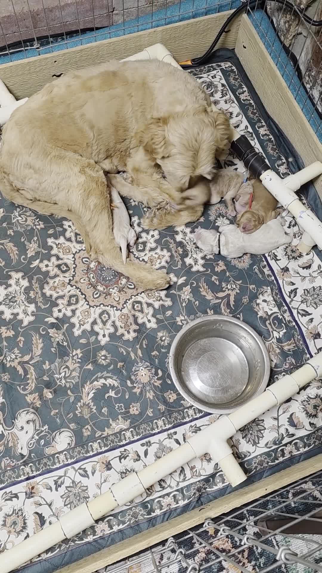 Mini Goldendoodle dogs for sale: Cedar - Video 2
