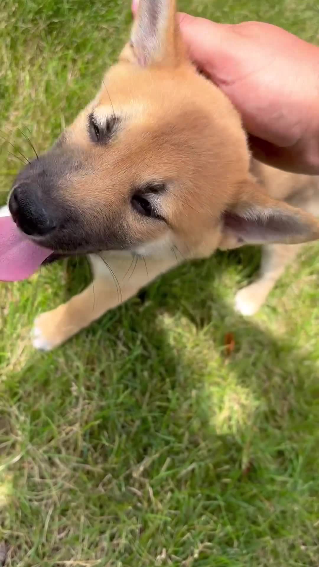 Shiba Inu dogs for sale: Jethro  - Video 1