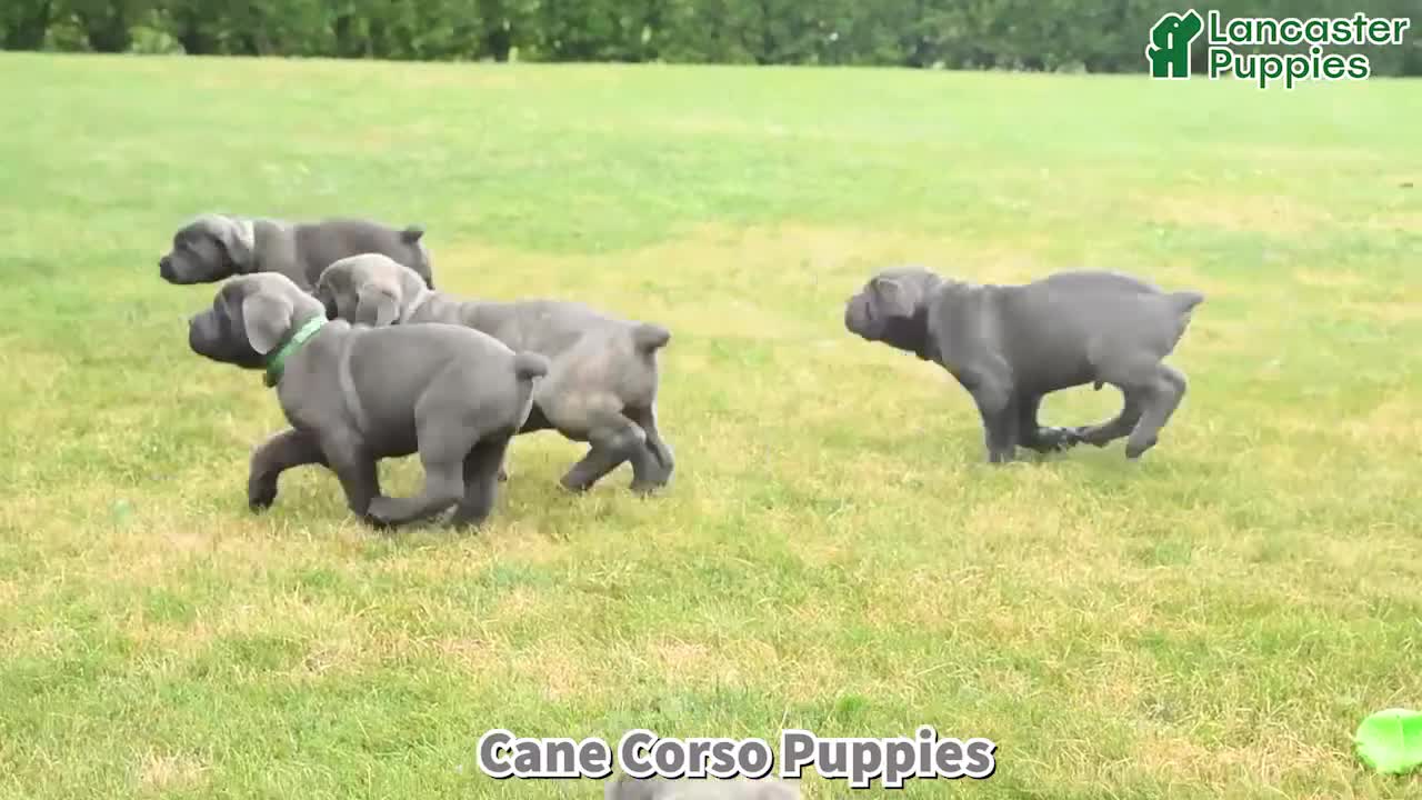 Cane Corso dogs for sale: Rubarb - Video 1