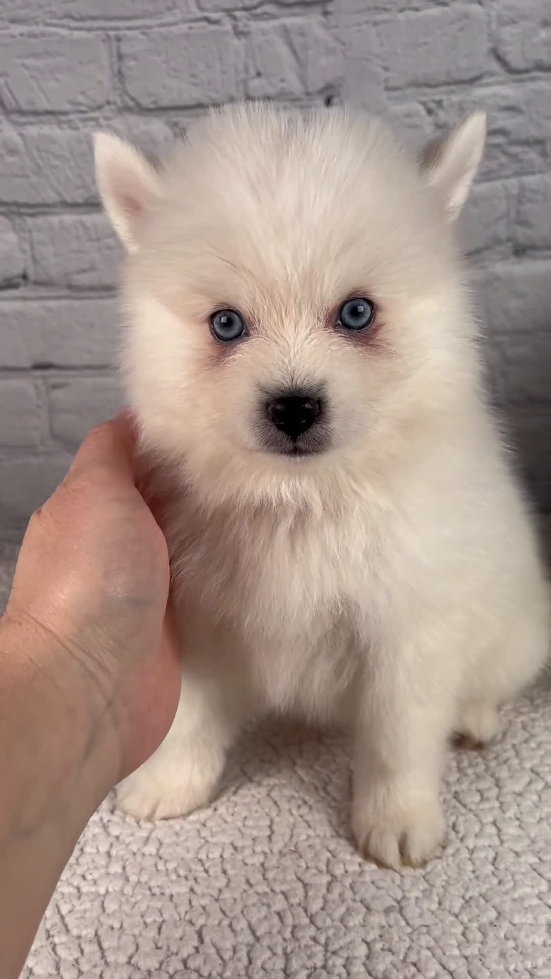 Pomsky dogs for sale: Nova - Video 1