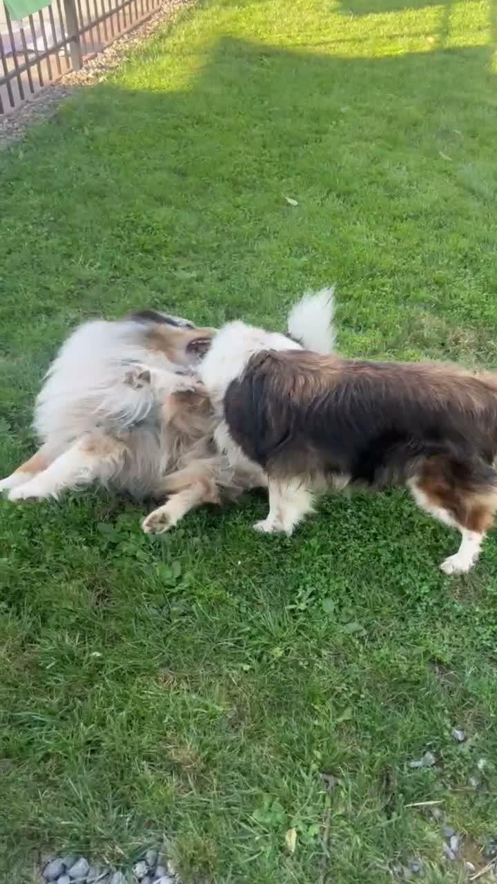 Shetland Sheepdog dogs for sale: Shania - Video 1