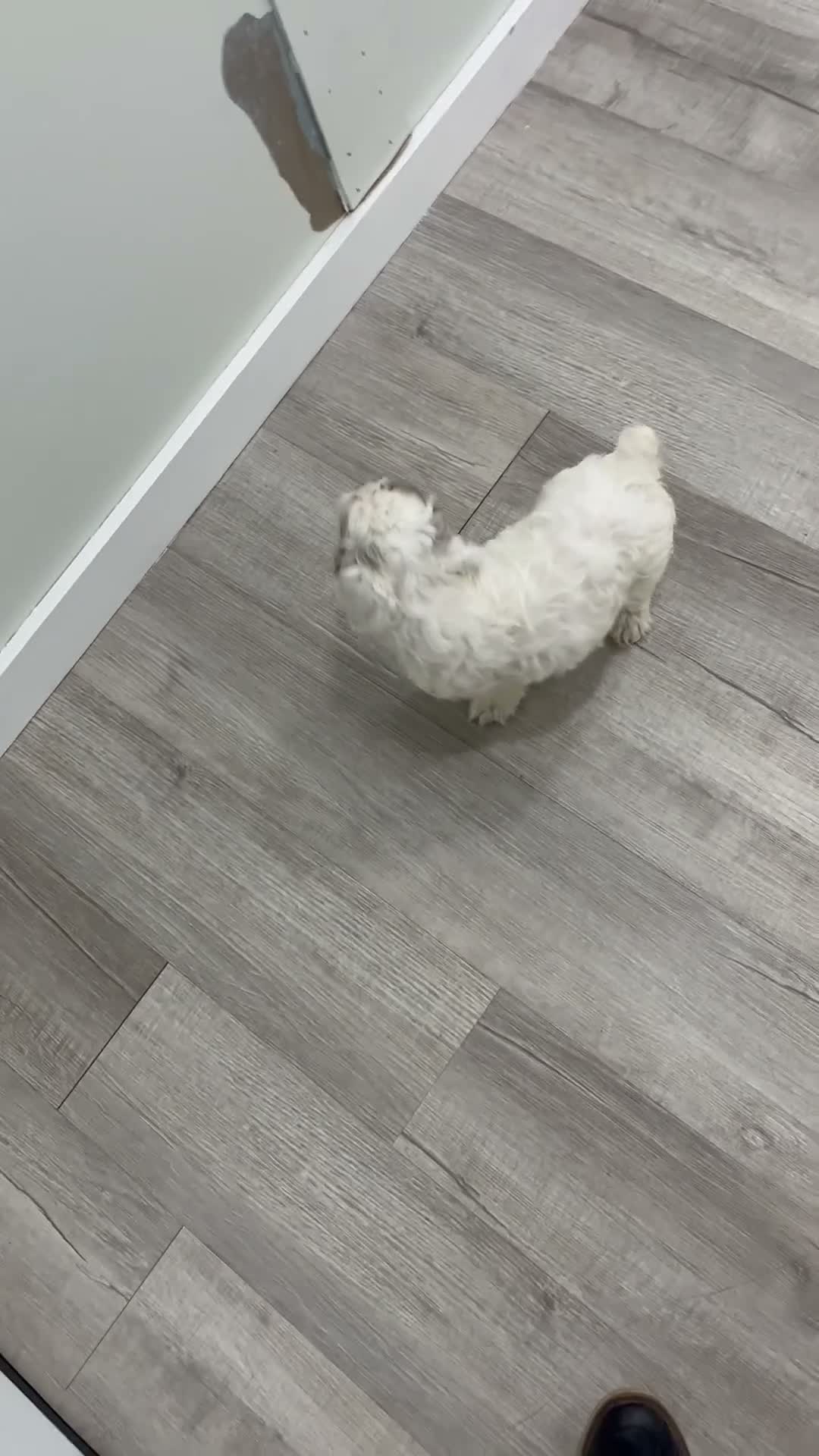 Cockapoo dogs for sale: Boston - Video 2
