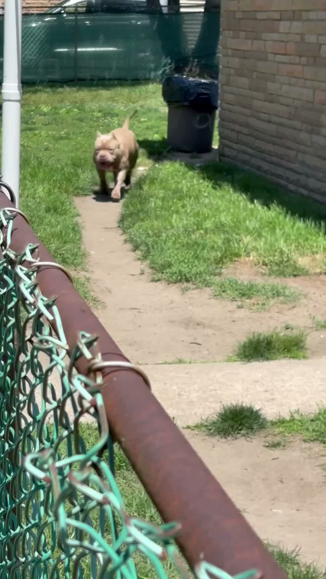 American Bully dogs for stud: Godzilla  - Video 1