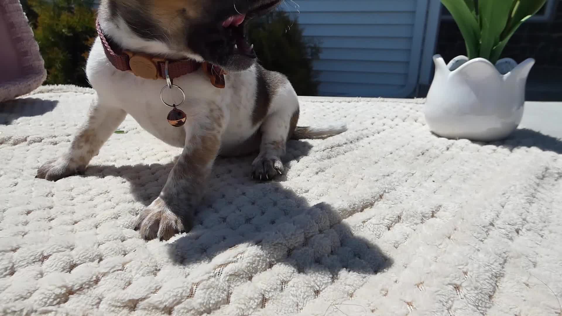 Jack Russell Terrier dogs for sale: Jack Russell Terrier Puppy 3 Sandy - Video 1