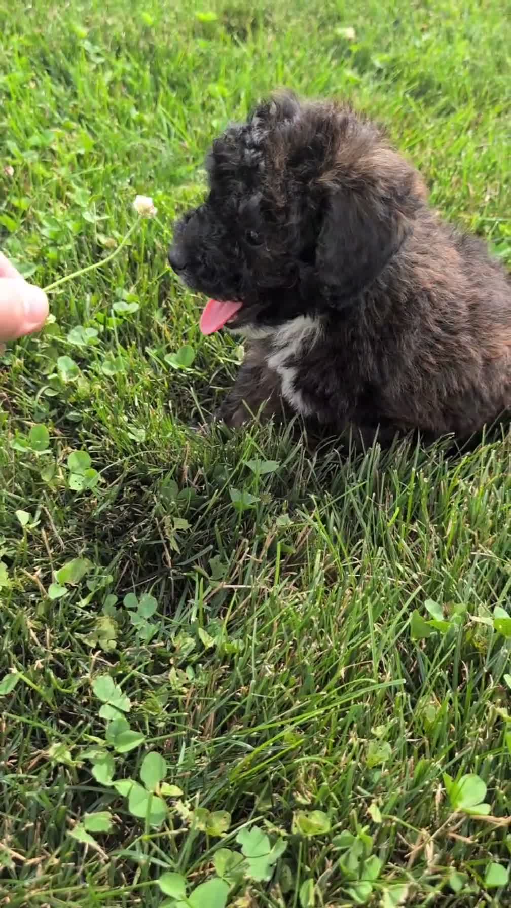 Mixed Breed dogs for sale: Dakota - Video 1