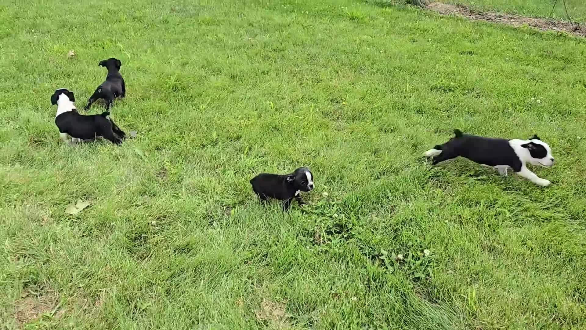 Olde English Bulldogge dogs for sale: Forky - Video 1