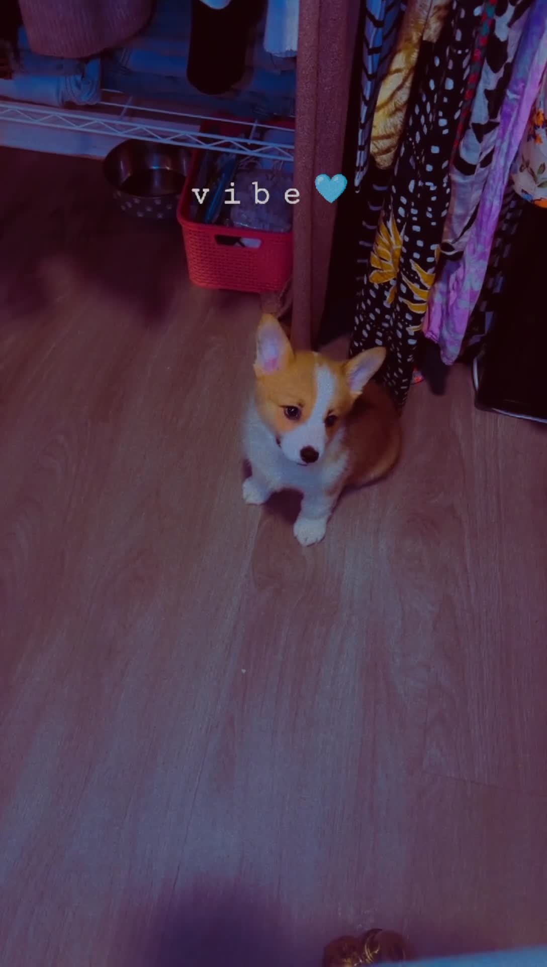 Welsh Corgi Pembroke dogs for sale: Welsh Corgi Pembroke 1 - Video 2
