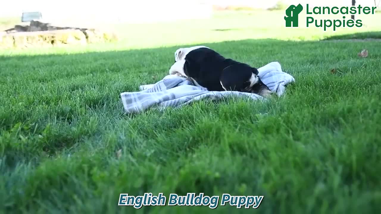English Bulldog dogs for sale: Blossom - Video 1