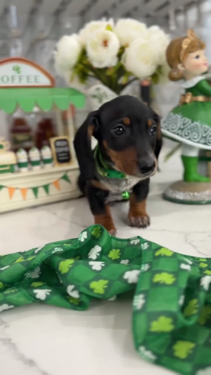 Miniature Dachshund dogs for sale: Dylan - Video 1