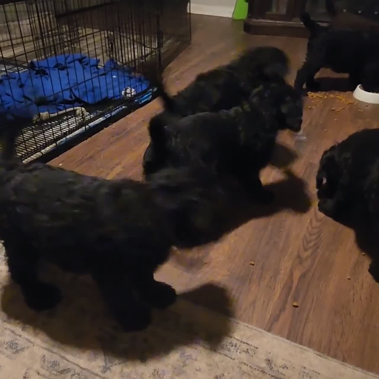 Labradoodle dogs for sale: Labradoodle green collar - Video 2