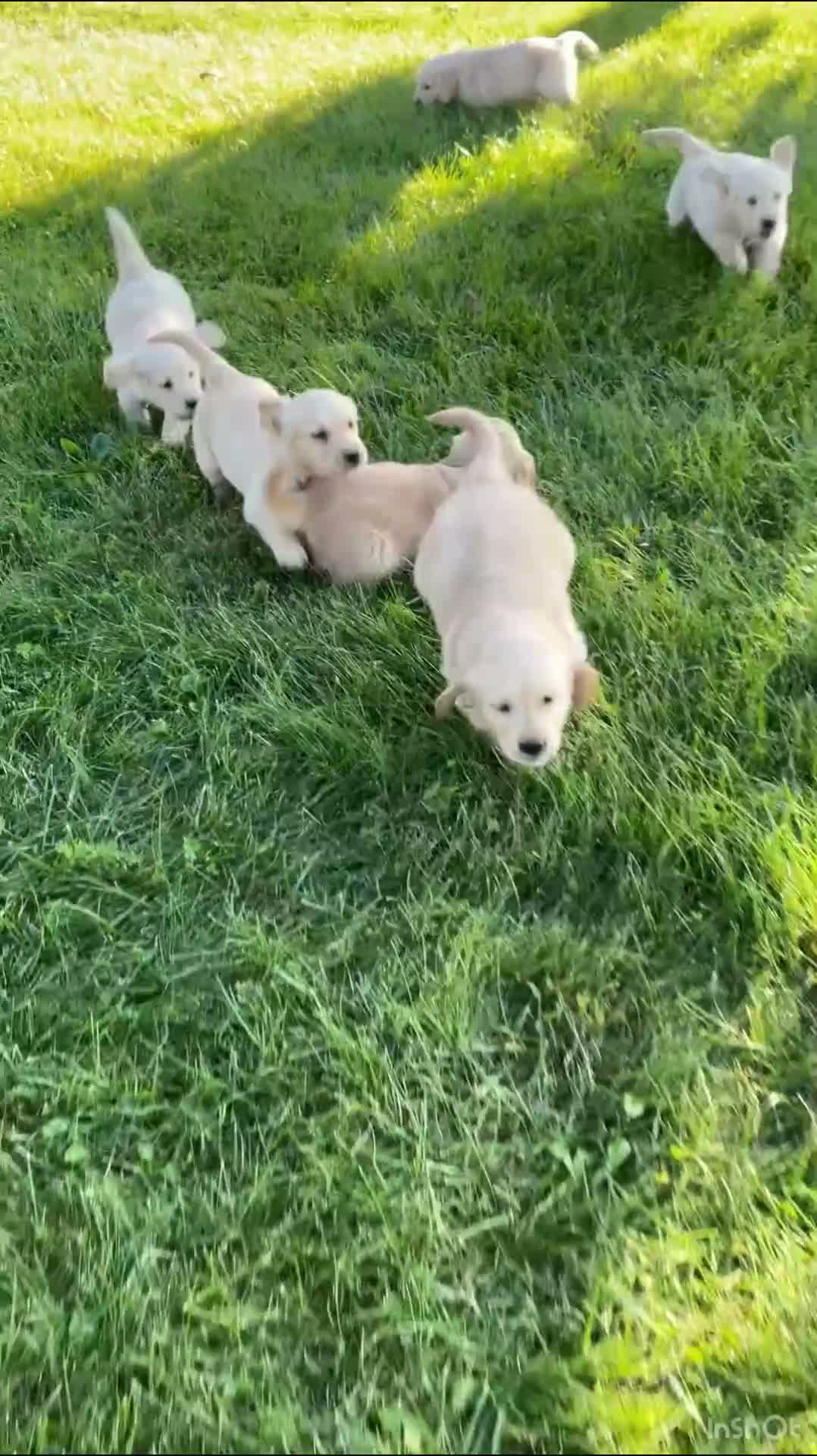 Golden Retriever dogs for sale: Cody - Video 1