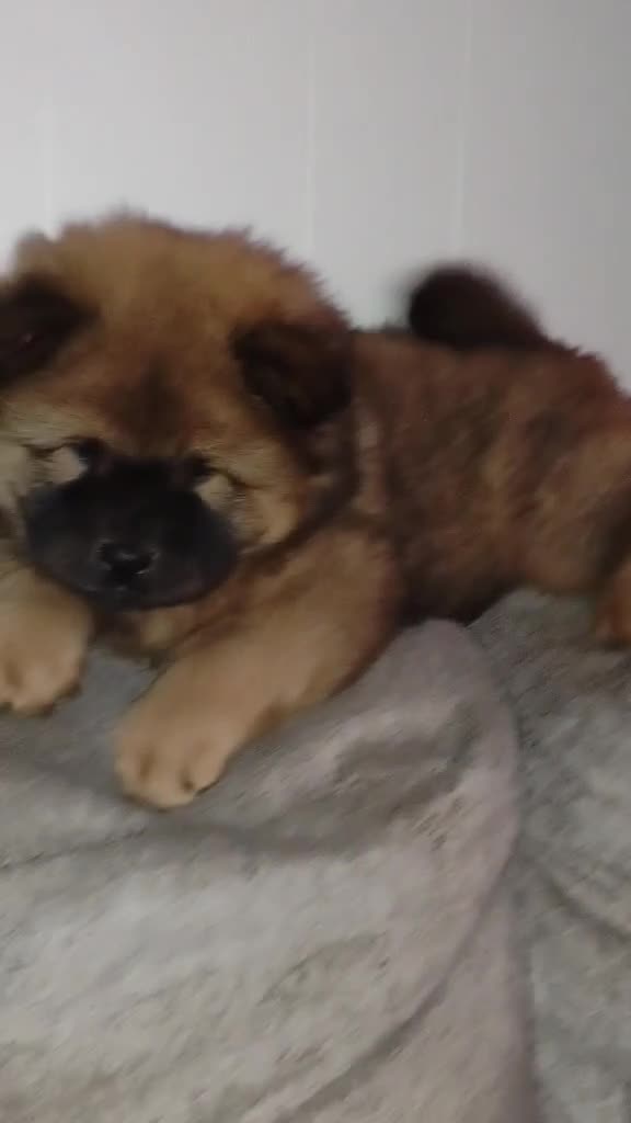 Chow Chow dogs for sale: Red female  - Video 2