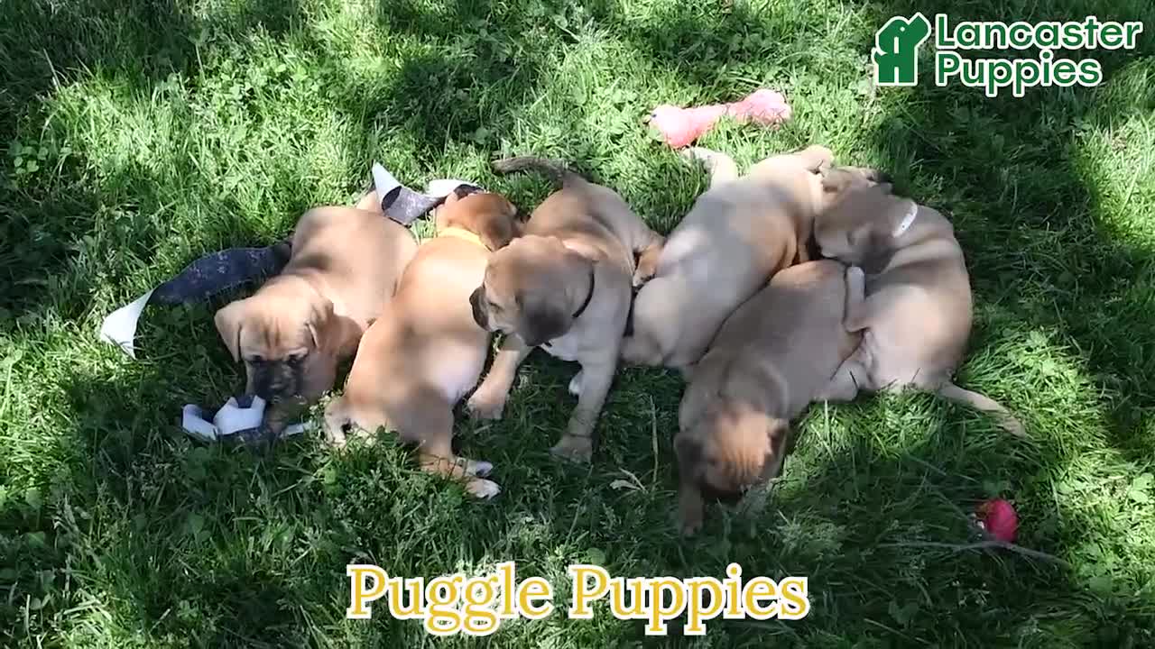 Puggle dogs for sale: Rickie - Video 1