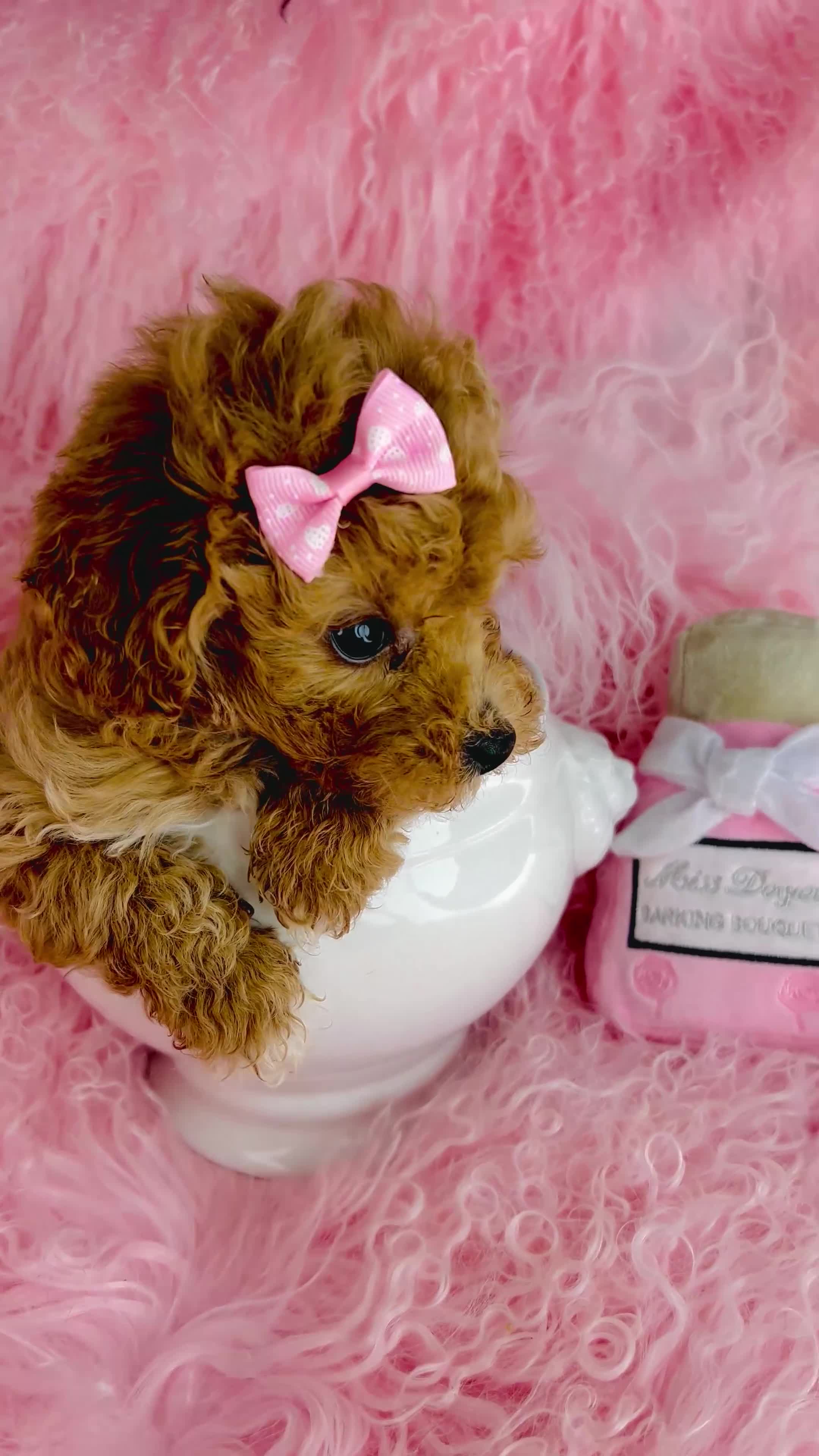 Toy Poodle dogs for sale: Toy Poodle Puppy 2 - Video 1