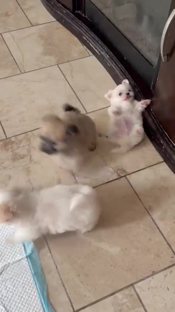 Maltese dogs for sale: Rocky - Video 2