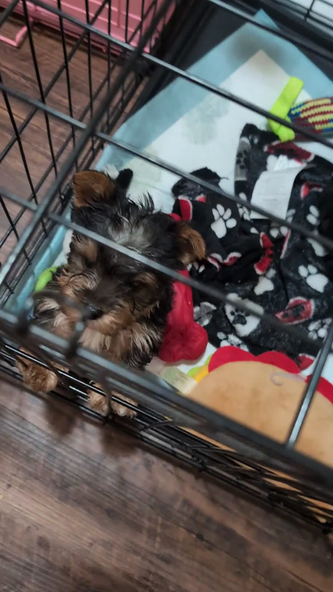 Yorkshire Terrier dogs for sale: Yorkshire Terrier Puppy 1 - Video 1