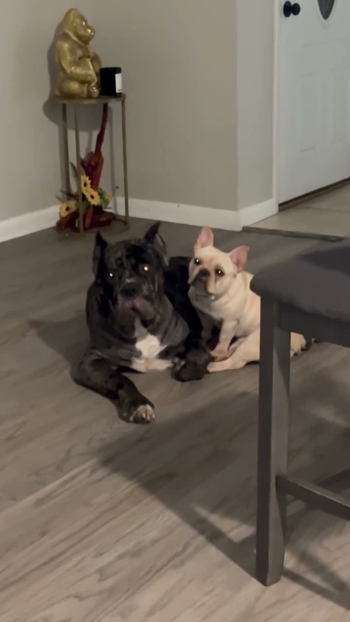 Mixed Breed dogs for sale: Brindle 5 - Video 1