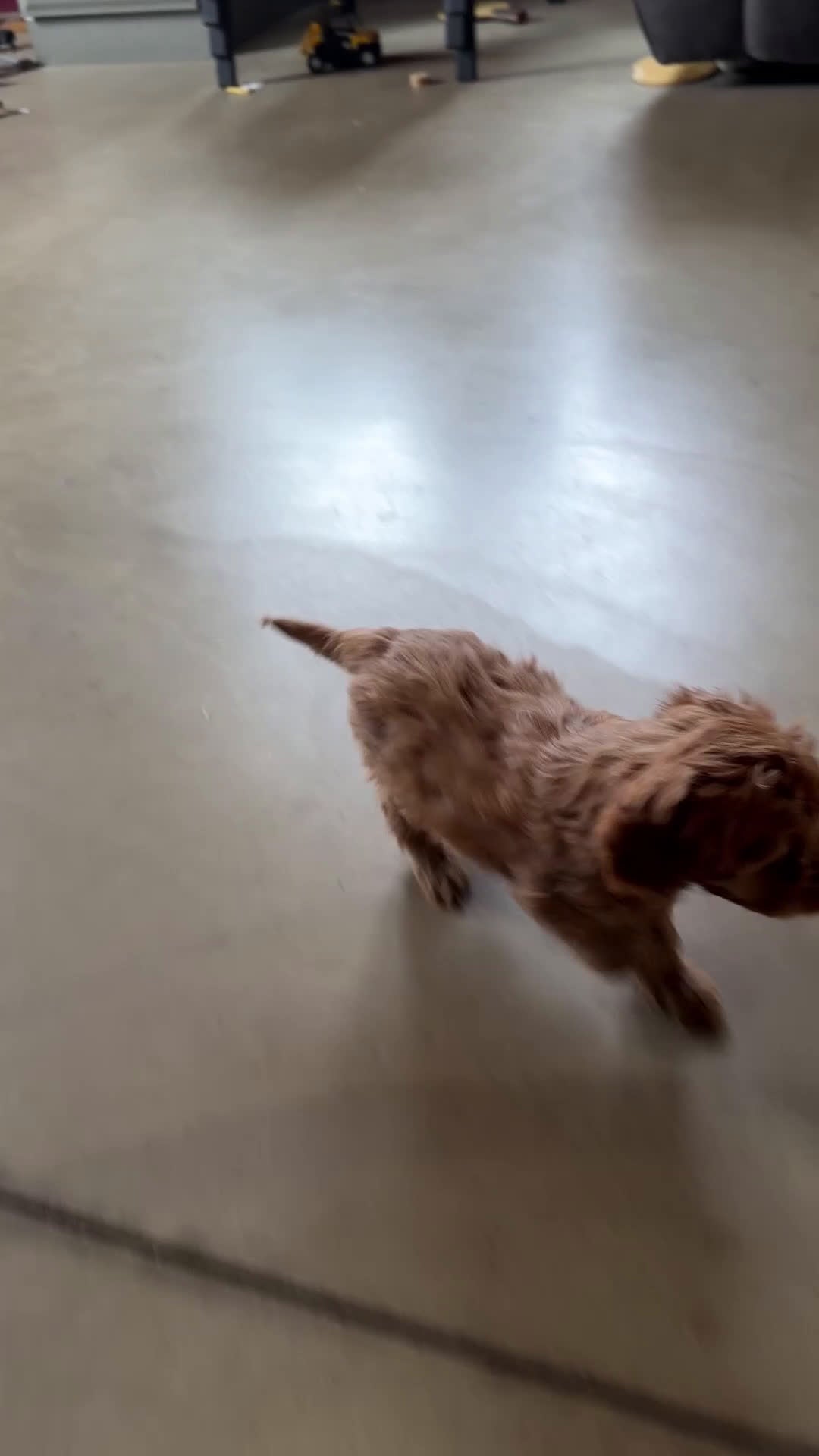 Cavapoo dogs for sale: Rosie - Video 1