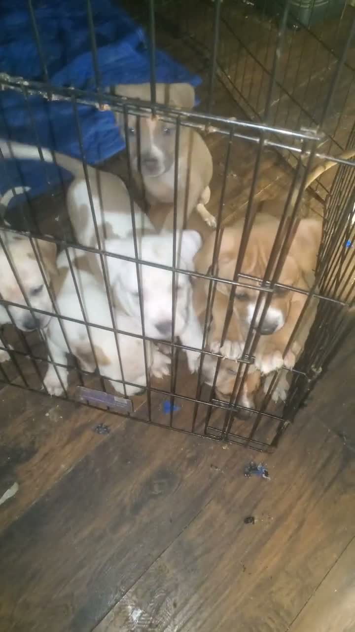 American Pit Bull Terrier dogs for sale: American Pit Bull Terrier  - Video 2