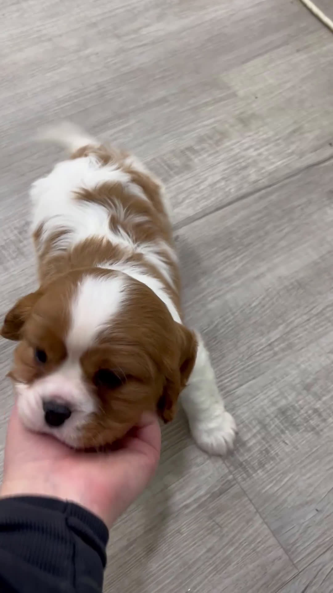 Cavalier King Charles Spaniel dogs for sale: Victor - Video 1