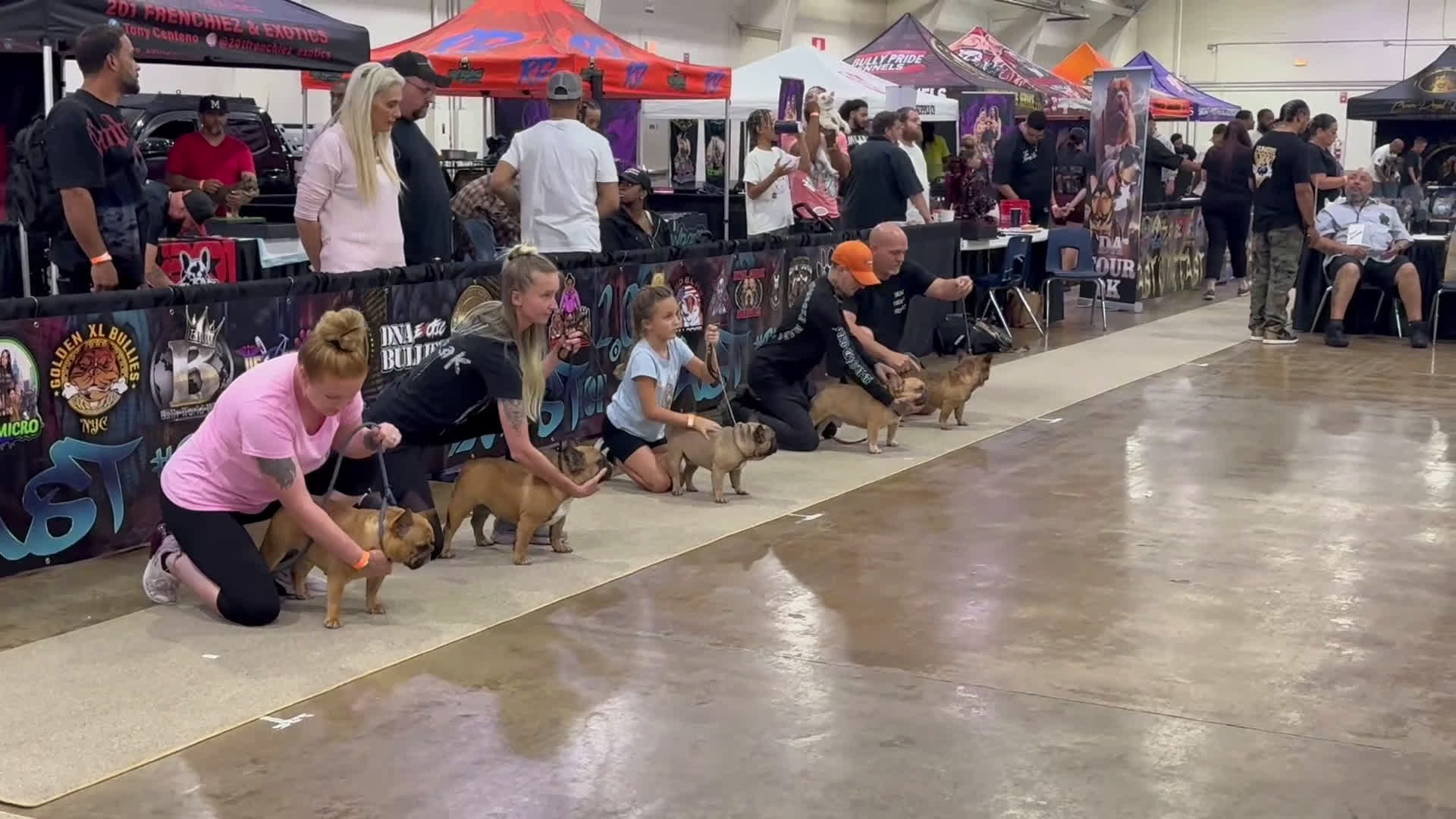 French Bulldog dogs for sale: Hinge - Video 1