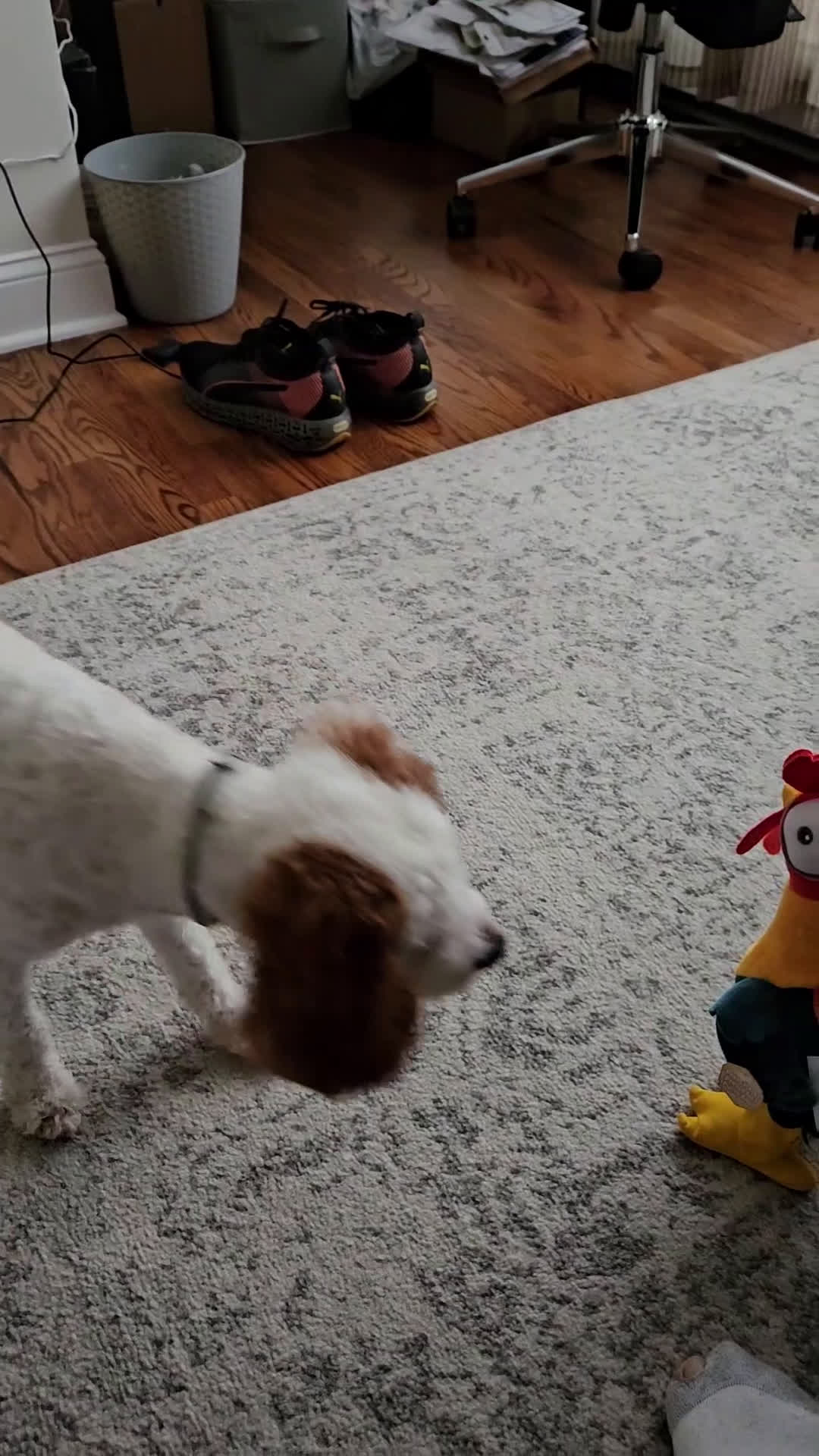 Cavapoo dogs for stud: Loki Kingsley - Video 2