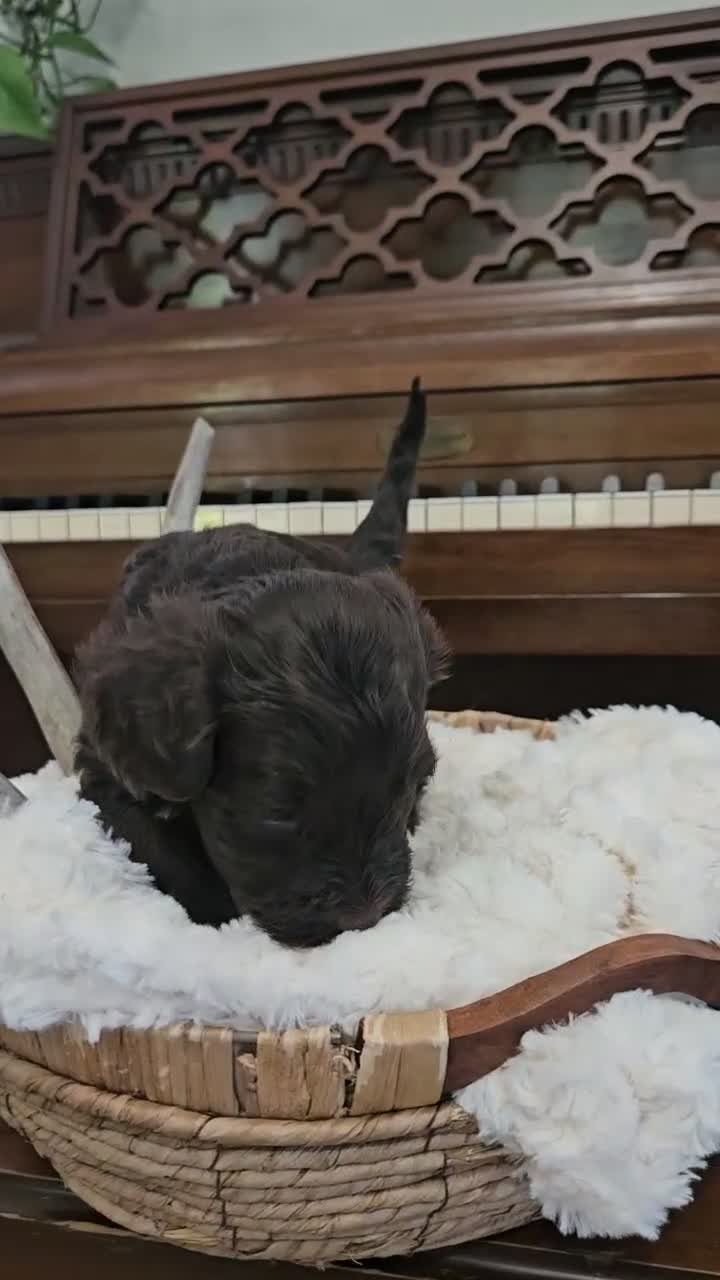 Portuguese Water Dog dogs for sale: Rosco - Video 1