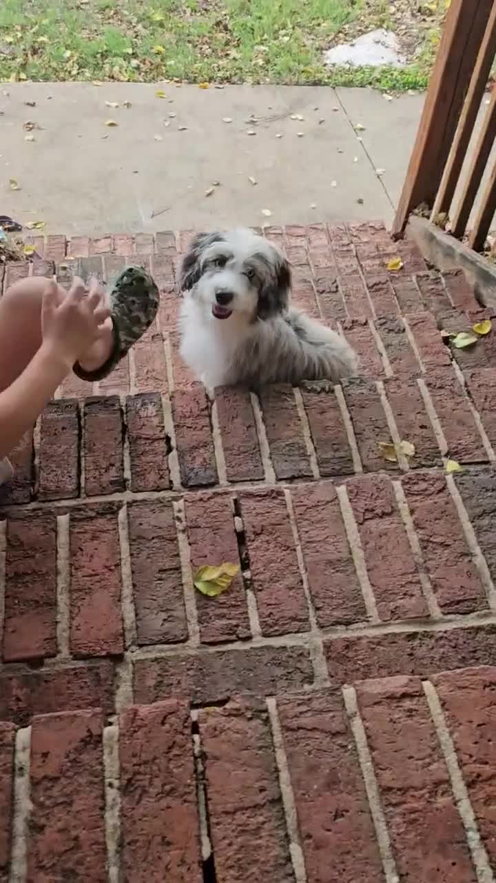 Mini Aussiedoodle dogs for sale: Murphy Mini Aussiedoodle - Video 1