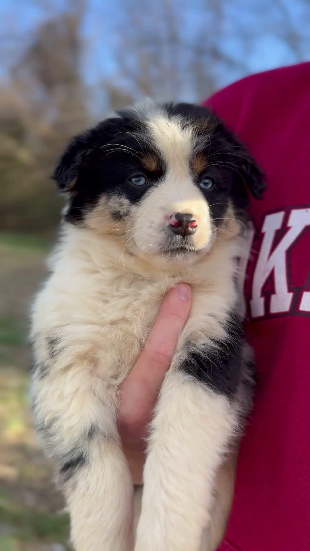 Miniature Australian Shepherd dogs for sale: Ember  - Video 1