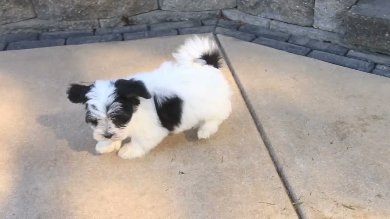 Havanese dogs for sale: Libby Havanese  - Video 1