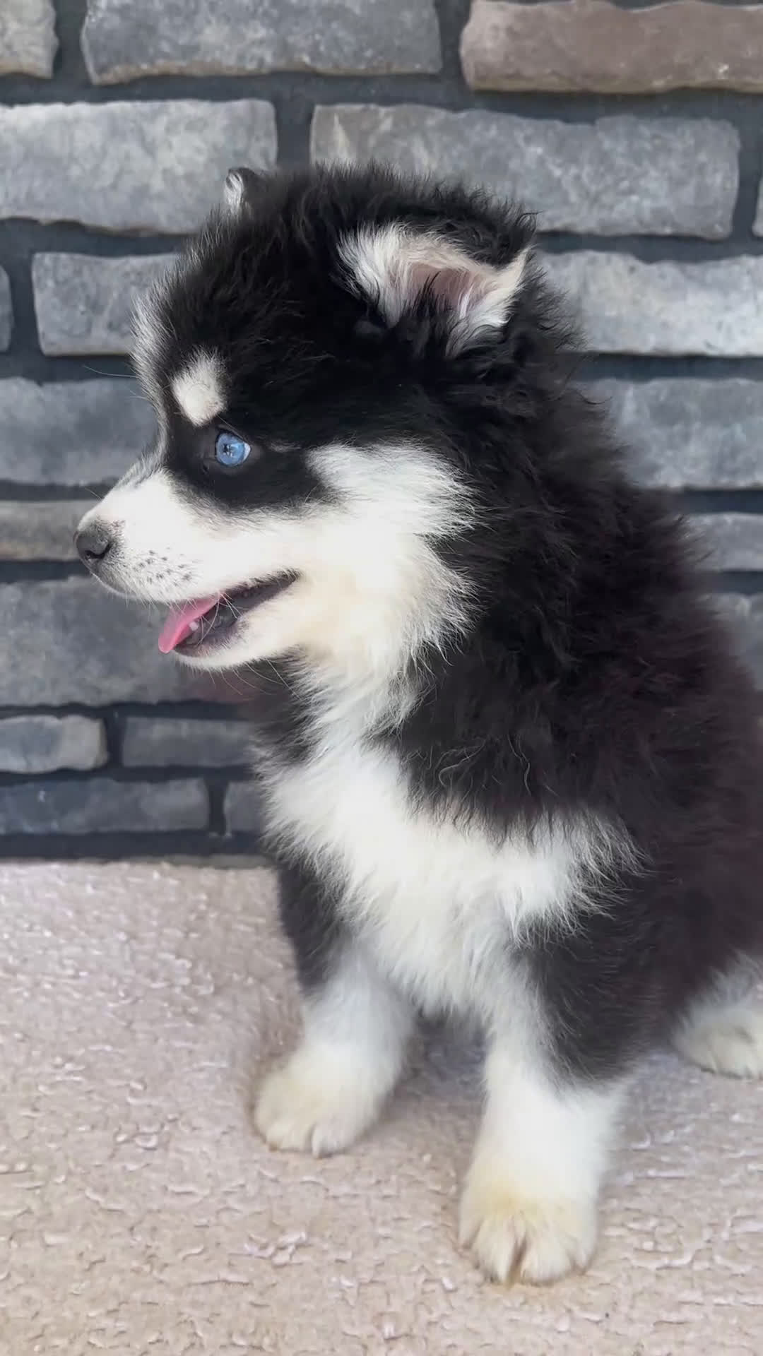 Pomsky dogs for sale: Finn - Video 1