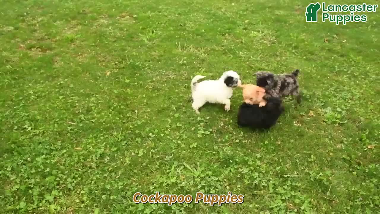 Cavapoo dogs for sale: Hattie - Video 1