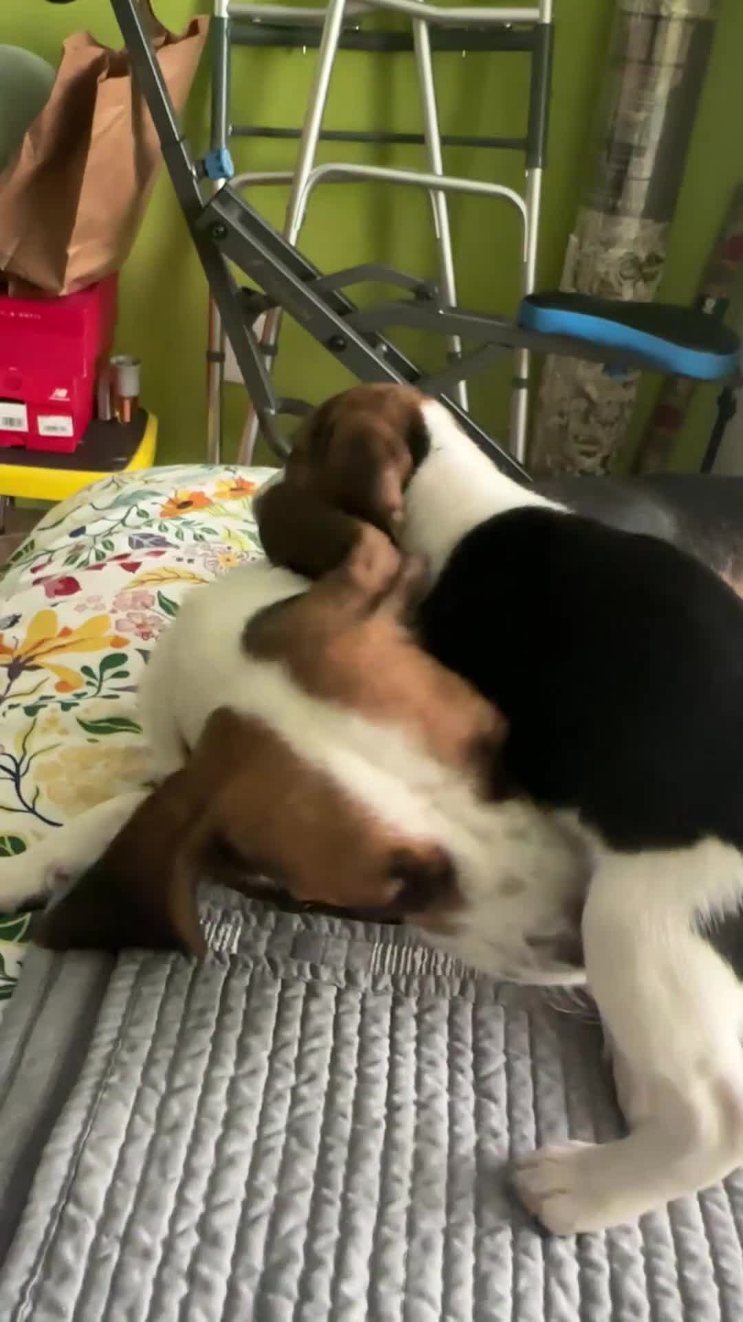 Beagle dogs for sale: Julieta - Video 1