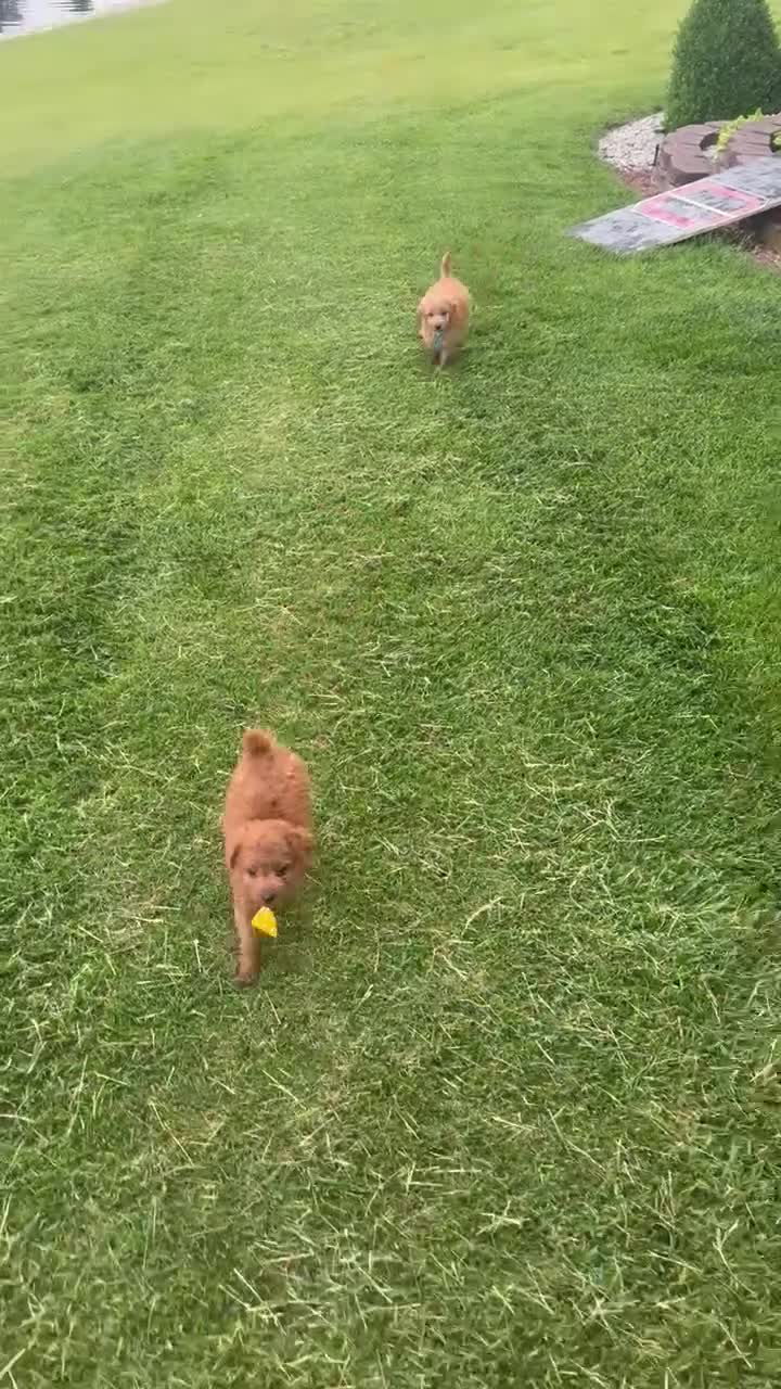 Mini Goldendoodle dogs for sale: Mini Gus - Video 4