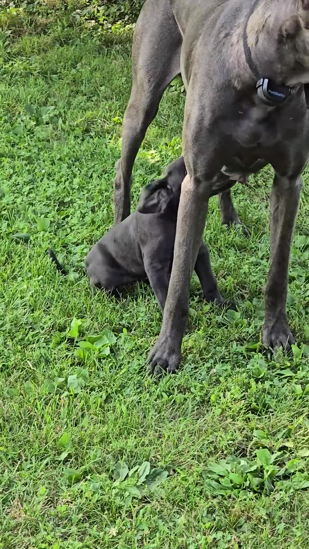 Great Dane dogs for sale: Great Dane 4 - Video 1