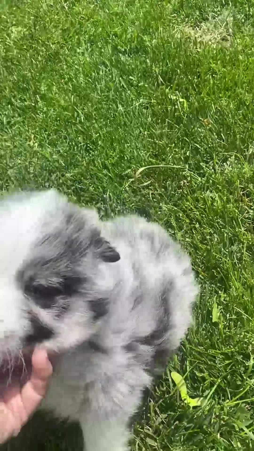 Mixed Breed dogs for sale: Maple - Video 3
