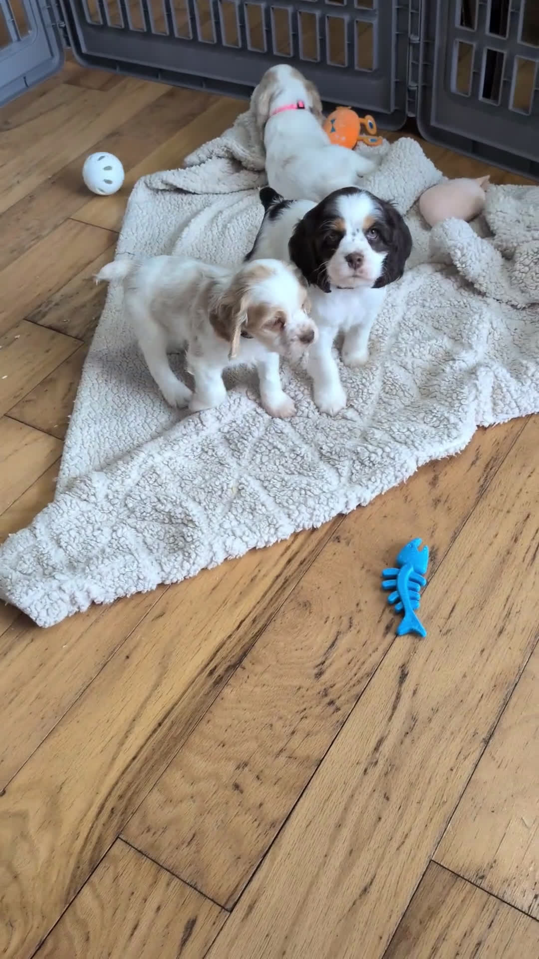 Cocker Spaniel dogs for sale: Zeke - Video 1