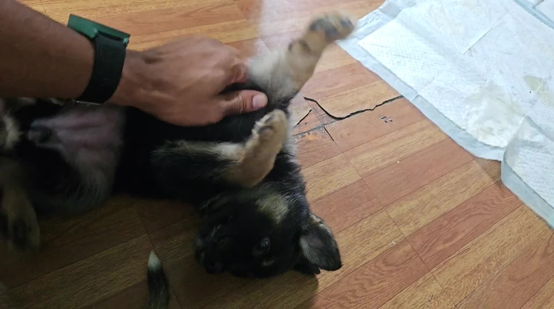Gerberian Shepsky dogs for sale: Valkyrie - Video 1