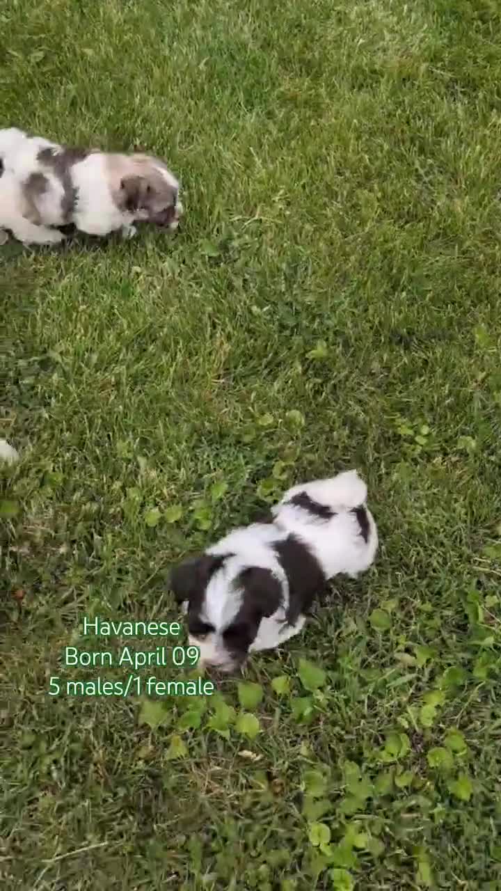 Havanese dogs for sale: Nala - Video 3
