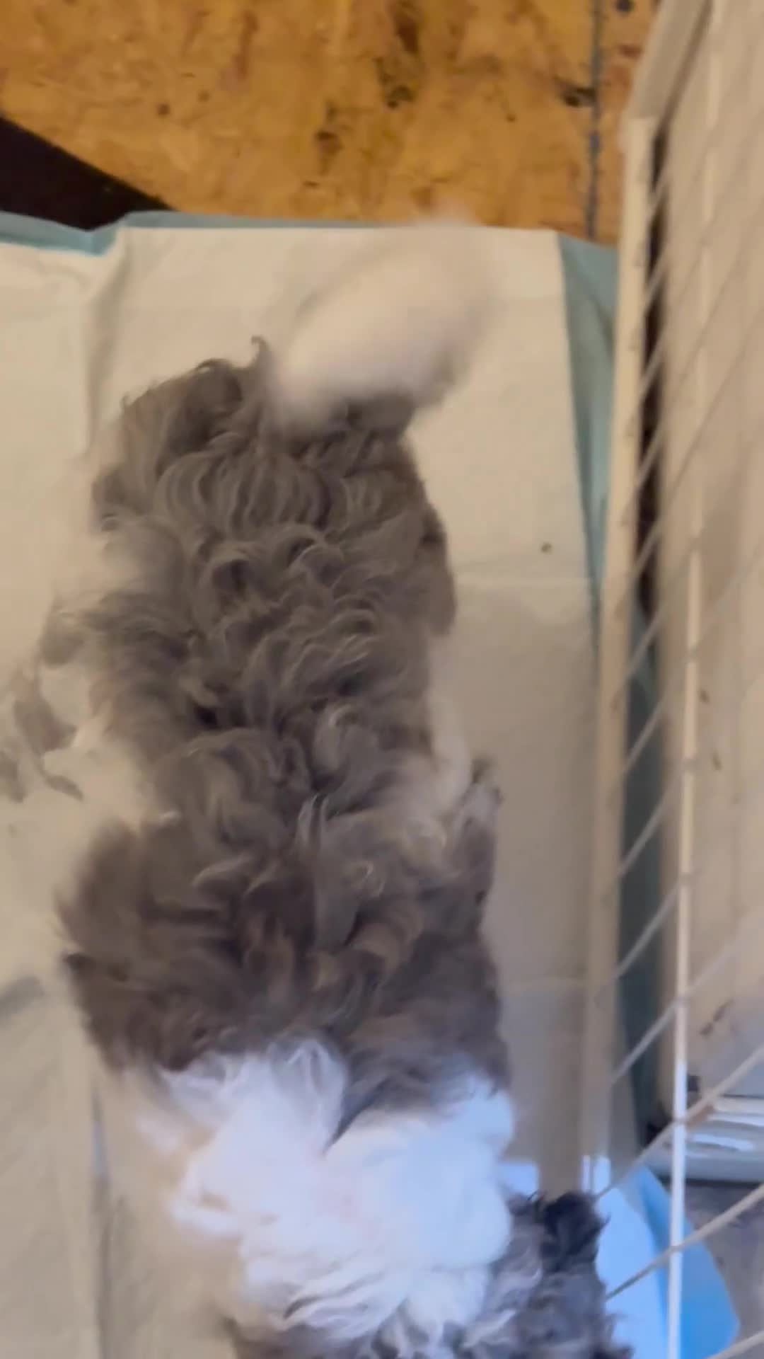 Bernedoodle dogs for sale: Princess - Video 2