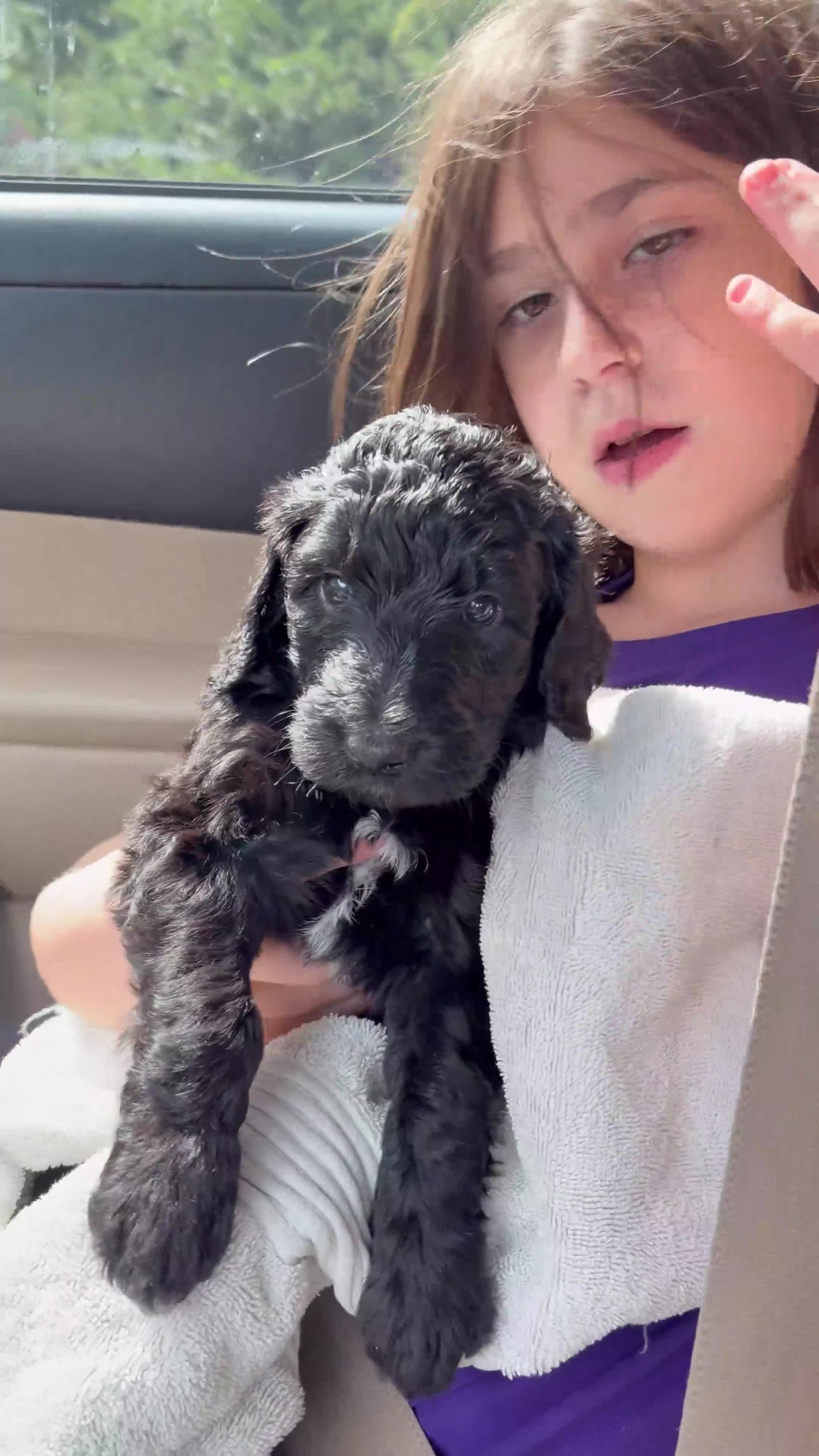 Double Doodle dogs for sale: Amy - Video 5